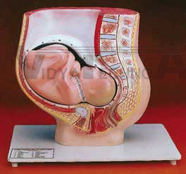 Pelvis with Foetus